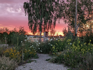 Wildbeiengarten Abendstimmung